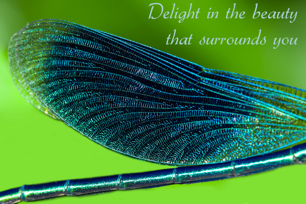 dragonfly beauty